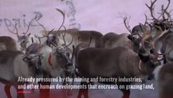 Global warming threatening reindeer herding News Clip