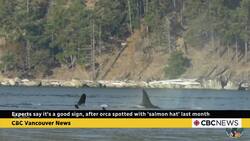 Orca spotted wearing 'dead salmon hat,’ experts say it's a good sign News Clip