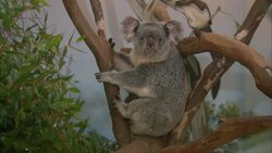 How the San Diego Zoo's Koala Population Helps Scientists Predict Births in the Wild Instructional Video