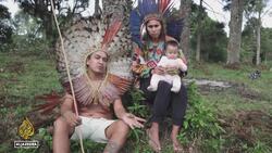 Brazil’s Indigenous community works to save endangered pine trees News Clip