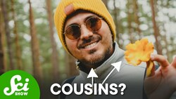 You're Basically A Mushroom Instructional Video