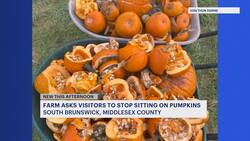 Middlesex County farm to visitors: ‘Please don’t sit on the pumpkins.’ News Clip