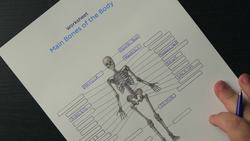 Learn the bones of the body with skeletal system quizzes Instructional Video