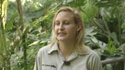 Teeny Baby Orangutan Starts to Venture Out on Her Own Instructional Video