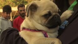 Pythons and lion cub take centre stage at pet show Instructional Video
