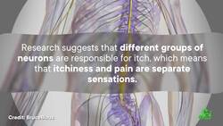 Why Do Itches Make You Chase Them? Instructional Video