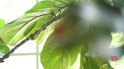 Caring for Your Monstera | The Plant Doctor Instructional Video