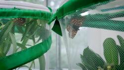 Check Out This Amazing Checkerspot Butterfly Instructional Video