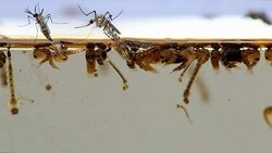 Mosquitos adult pupa larvae, Example in the laboratory - scientific research and development concept. Stock Footage