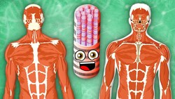 Every Human Muscle! | KLT Anatomy Instructional Video