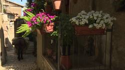 Mules replace noisy garbage trucks News Clip