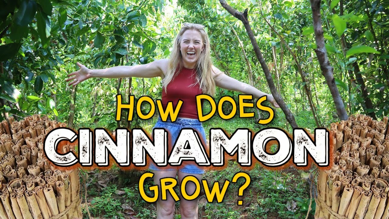 How Does Cinnamon Grow?! | Maddie Moate | Science Year 6