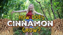 How Does Cinnamon Grow?! | Maddie Moate Instructional Video