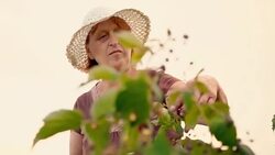 An elderly woman collects raspberries at sunset. Organic food. Stock Footage