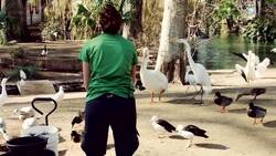 Pelicans Can Actually Swallow a Fish Whole! Instructional Video