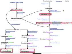 Lipid Biosynthesis Phospholipid Synthesis 2 Cholines, Serines, & Ethanolamines Instructional Video
