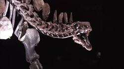 Sophie the Stegosaurus skeleton at the Natural History Museum News Clip