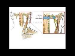 Spinal Accessory Nerve (CN XI) | Anatomy & Functions Instructional Video