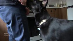 How Buster the dog's owner says he started 2 kitchen fires News Clip