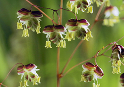 Stamen Instructional Video