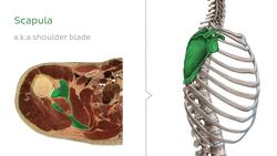Deltoid muscle level Instructional Video