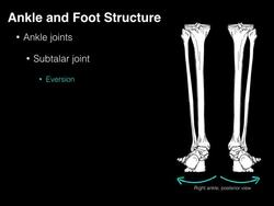 Ankle and Foot Structure and actions Instructional Video