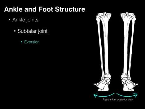 Ankle and Foot Structure and actions