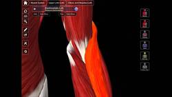 The Boundaries of The Cubital Fossa Instructional Video