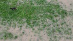 Dog escapes flooding in Kosovo News Clip