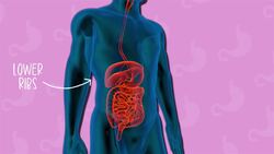 I WONDER - What Is The Stomach? Instructional Video