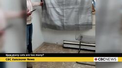 Dozens of cats found in horrific conditions in B.C. home, animal rescue says News Clip