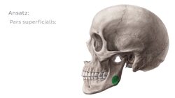 Musculus masseter Instructional Video