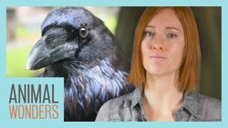 Why You Shouldn't Feed Wild Animals Instructional Video