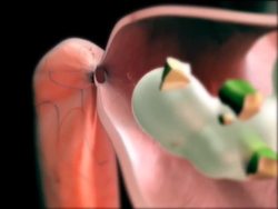 Food and Digestion: Journey Through the Digestive Tract Instructional Video