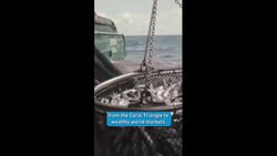 The Coral Triangle Must Survive! Instructional Video