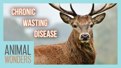 Chronic Wasting Disease: A Deadly Disease For Deer Instructional Video