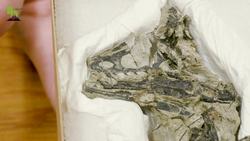 World's Smallest Raptor! Instructional Video