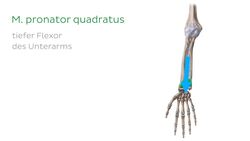 Musculus pronator quadratus Instructional Video