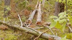 Broken forest after powerful storm Stock Footage