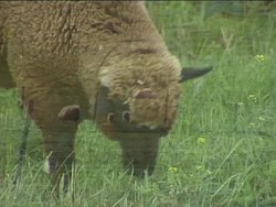 Understanding Sustainability Instructional Video