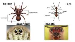 Collaborative Listening and Speaking: Presenting, Part 1 Instructional Video
