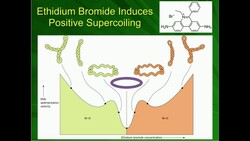 Effect of Ethidium Bromide on Supercoiling & Electrophoresis Instructional Video