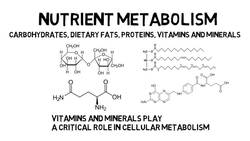 The Nutrition Major - Careers, Courses, and Concentrations Instructional Video