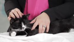 How to Pet or Massage Your Cat Instructional Video