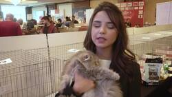 Cats showcase beauty in international Cairo show Instructional Video