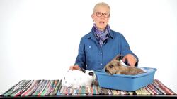 Why Are There So Many Rabbits in Shelters? Instructional Video