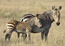 Factpack: Hybrid Animals Instructional Video