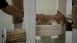 Is a Cat the Right Pet for You? Instructional Video