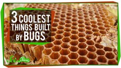 The 3 Coolest Things Built By Bugs Instructional Video