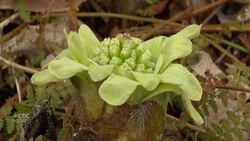 Some spring plants are sprouting way ahead of schedule News Clip